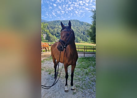 Irish Sport Horse, Mare, 4 years, 15,3 hh, Brown