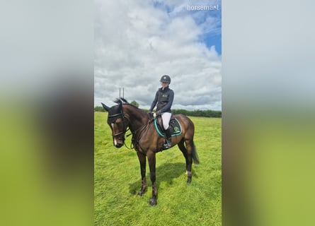 Irish Sport Horse, Mare, 4 years, 16.1 hh, Bay