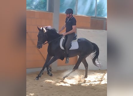 Irish Sport Horse, Mare, 4 years, 16.1 hh, Black