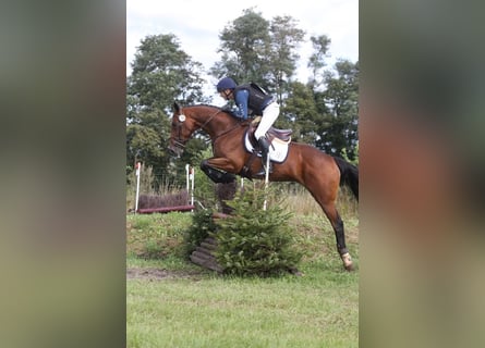 Irish Sport Horse, Mare, 4 years, 16,1 hh, Brown