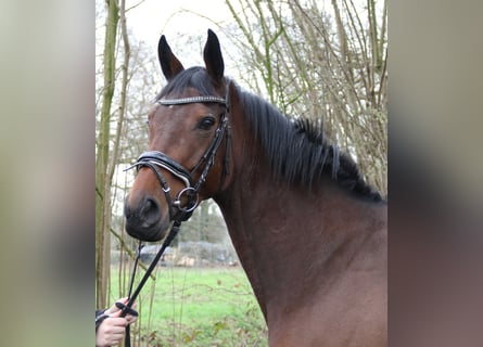 Irish Sport Horse, Mare, 4 years, 16 hh, Brown