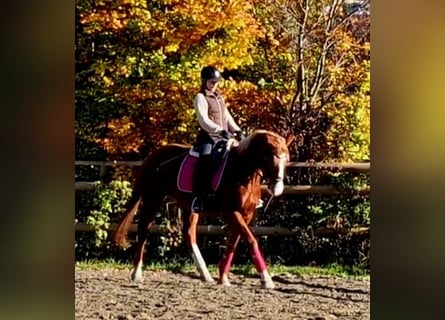 Irish Sport Horse, Mare, 4 years, 16 hh, Chestnut-Red