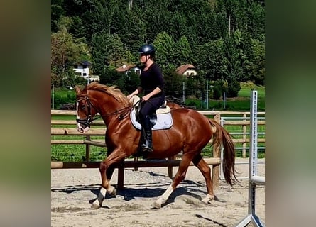 Irish Sport Horse, Mare, 4 years, 16 hh, Chestnut-Red