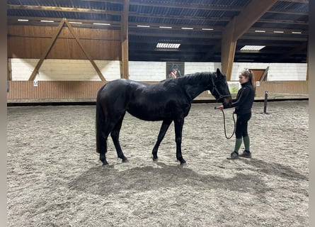 Irish Sport Horse, Mare, 4 years, 16 hh