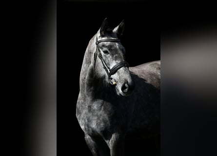 Irish Sport Horse, Mare, 4 years, 16,2 hh, Can be white