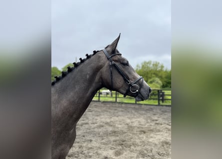 Irish Sport Horse, Mare, 4 years, Gray