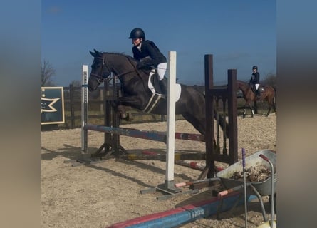 Irish Sport Horse, Mare, 5 years, 14,1 hh, Black