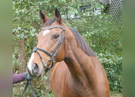 Irish Sport Horse, Stute, 5 Jahre, 15,3 hh, Brauner