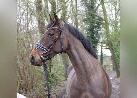 Irish Sport Horse, Mare, 5 years, 15.3 hh, Smoky-Black