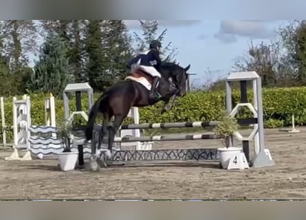 Irish Sport Horse, Mare, 5 years, 16.1 hh, Brown