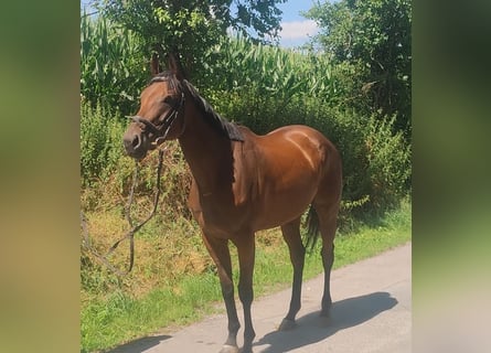 Irish Sport Horse, Mare, 5 years, 16 hh, Bay-Dark