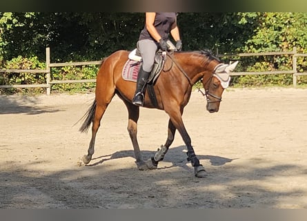 Irish Sport Horse, Mare, 5 years, 16 hh, Brown