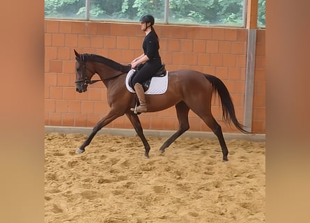 Irish Sport Horse, Mare, 5 years, 16 hh, Brown