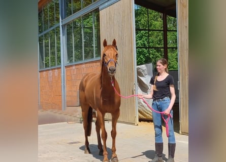 Irish Sport Horse, Mare, 5 years, 16 hh, Chestnut-Red