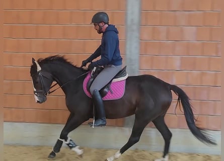 Irish Sport Horse, Stute, 5 Jahre, 16 hh, Schwarzbrauner