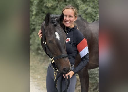 Irish Sport Horse, Mare, 5 years, 16,1 hh, Smoky-Black