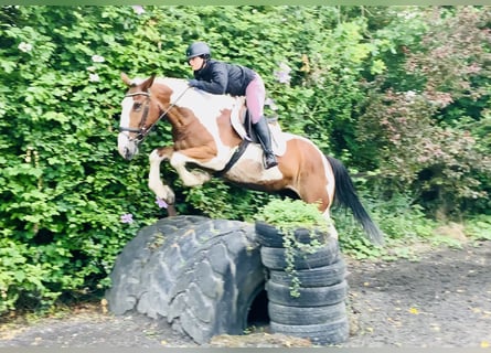 Irish Sport Horse, Mare, 5 years, Pinto