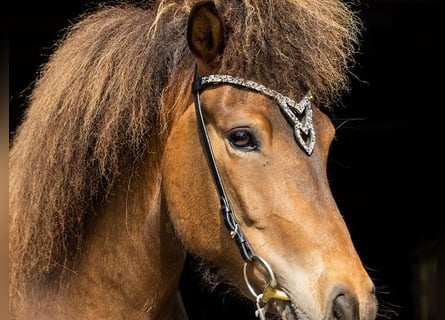 Irish Sport Horse, Mare, 6 years, 13,2 hh, Brown