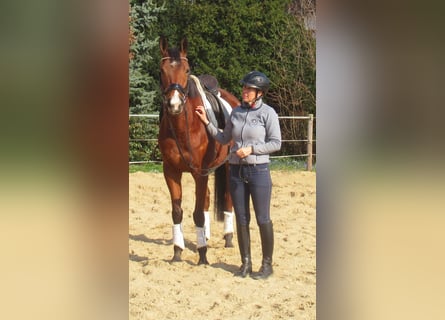 Irish Sport Horse, Mare, 6 years, 15.1 hh, Brown