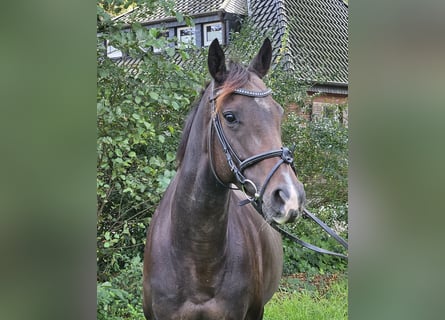 Irish Sport Horse, Mare, 6 years, 15,2 hh, Smoky-Black