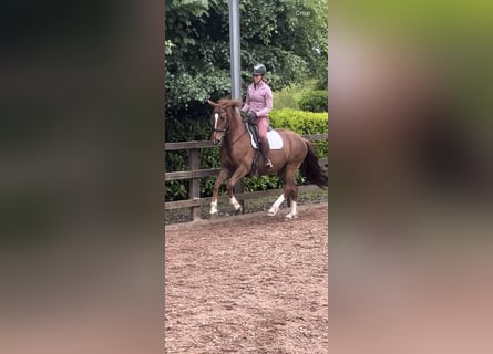 Irish Sport Horse, Mare, 6 years, 15,3 hh, Chestnut