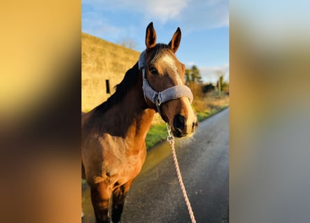 Irish Sport Horse, Mare, 6 years, 15,1 hh, Bay