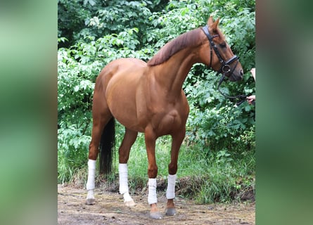 Irish Sport Horse Mix, Mare, 6 years, 15,1 hh, Chestnut-Red