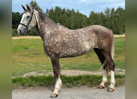 Irish Sport Horse, Mare, 6 years, 16,1 hh, Gray-Red-Tan