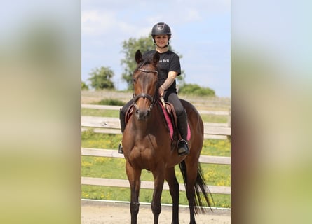 Irish Sport Horse, Mare, 6 years, 16.2 hh, Brown