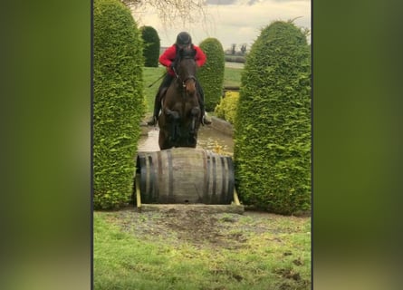 Irish Sport Horse, Mare, 6 years, 16 hh, Bay