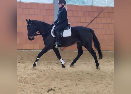 Irish Sport Horse, Mare, 6 years, 16 hh, Brown