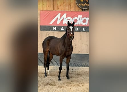 Irish Sport Horse, Mare, 6 years, 16 hh, Brown