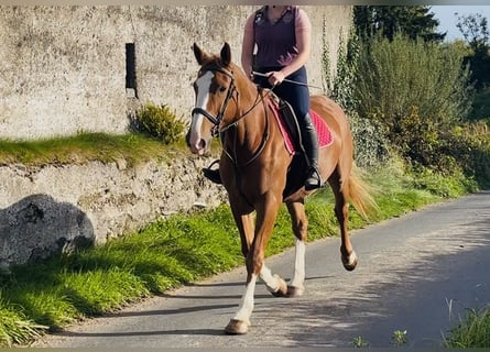 Irish Sport Horse, Mare, 6 years, 16 hh, Chestnut