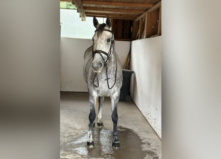 Irish Sport Horse, Mare, 6 years, 16 hh, Grey-Dapple