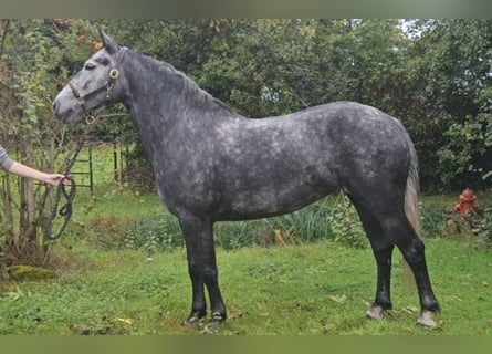 Irish Sport Horse, Mare, 7 years, 14,2 hh, Grey