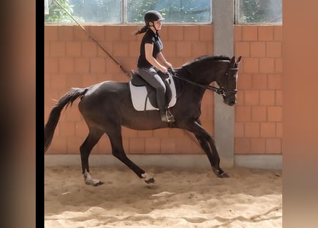 Irish Sport Horse, Mare, 7 years, 15.2 hh, Bay-Dark