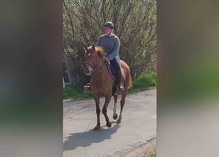 Irish Sport Horse, Mare, 7 years, 15.2 hh, Chestnut-Red