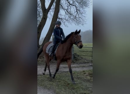 Irish Sport Horse, Mare, 7 years, 15 hh, Brown