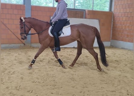 Irish Sport Horse, Mare, 7 years, 16.1 hh, Chestnut-Red