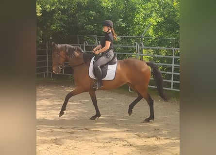 Irish Sport Horse, Mare, 7 years, 16.2 hh, Brown