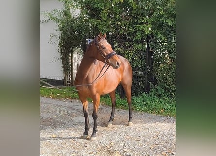 Irish Sport Horse, Mare, 7 years, 16 hh, Brown
