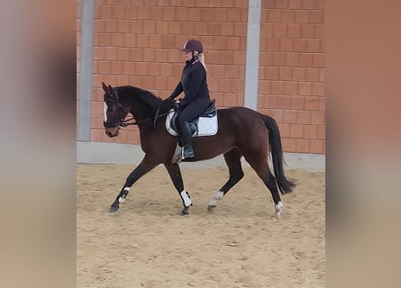 Irish Sport Horse, Mare, 7 years, 16 hh, Brown