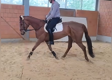 Irish Sport Horse, Stute, 7 Jahre, 16 hh, Fuchs