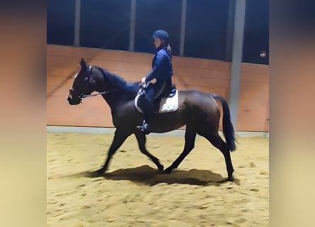 Irish Sport Horse, Mare, 7 years, 16,1 hh, Brown