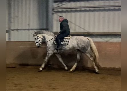 Irish Sport Horse, Mare, 7 years, Grey-Dapple