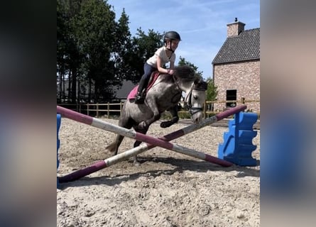 Irish Sport Horse, Mare, 8 years, 11.1 hh, Gray-Blue-Tan