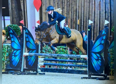Irish Sport Horse, Mare, 8 years, 14 hh, Brown