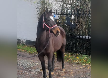 Irish Sport Horse, Mare, 8 years, 15,1 hh, Brown