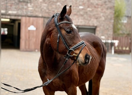 Irish Sport Horse, Mare, 8 years, 15,2 hh, Bay-Dark