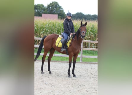 Irish Sport Horse, Mare, 8 years, 15,2 hh, Brown